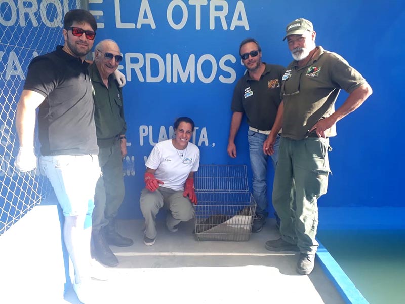 Rescatan lobo marino cerca de la Albufera